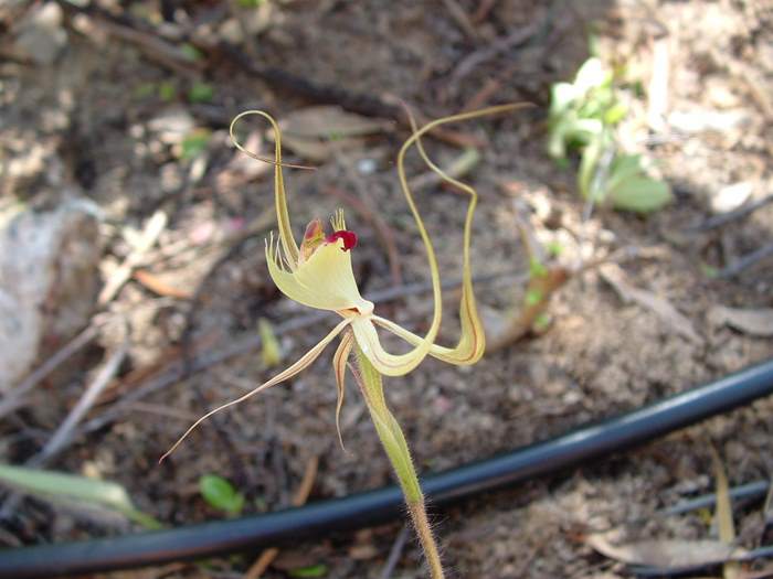 Caladenia - orchidaceae_spider2.jpg